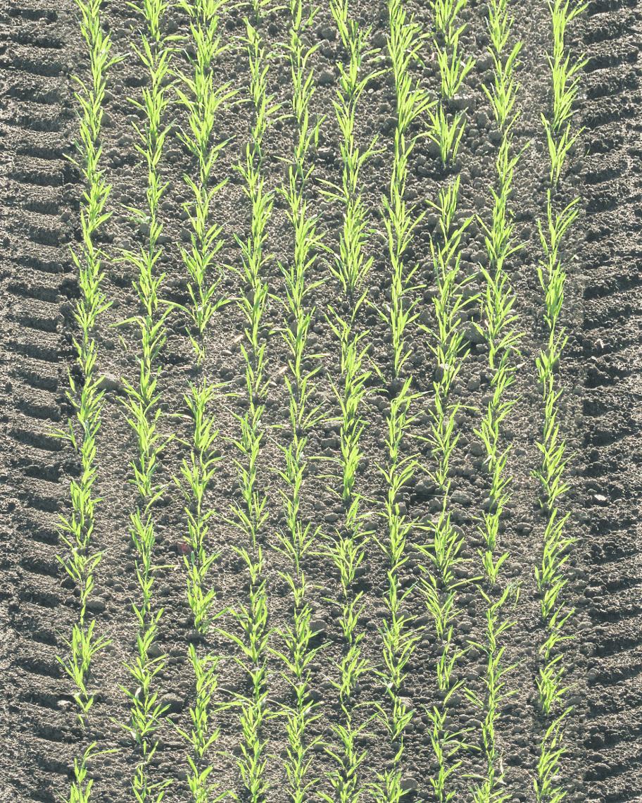 Saat 1000x1250 200dpi