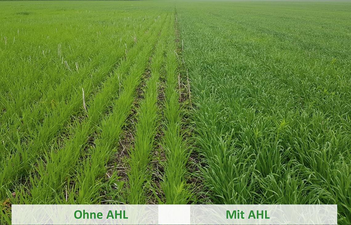 mit und ohne AHL
