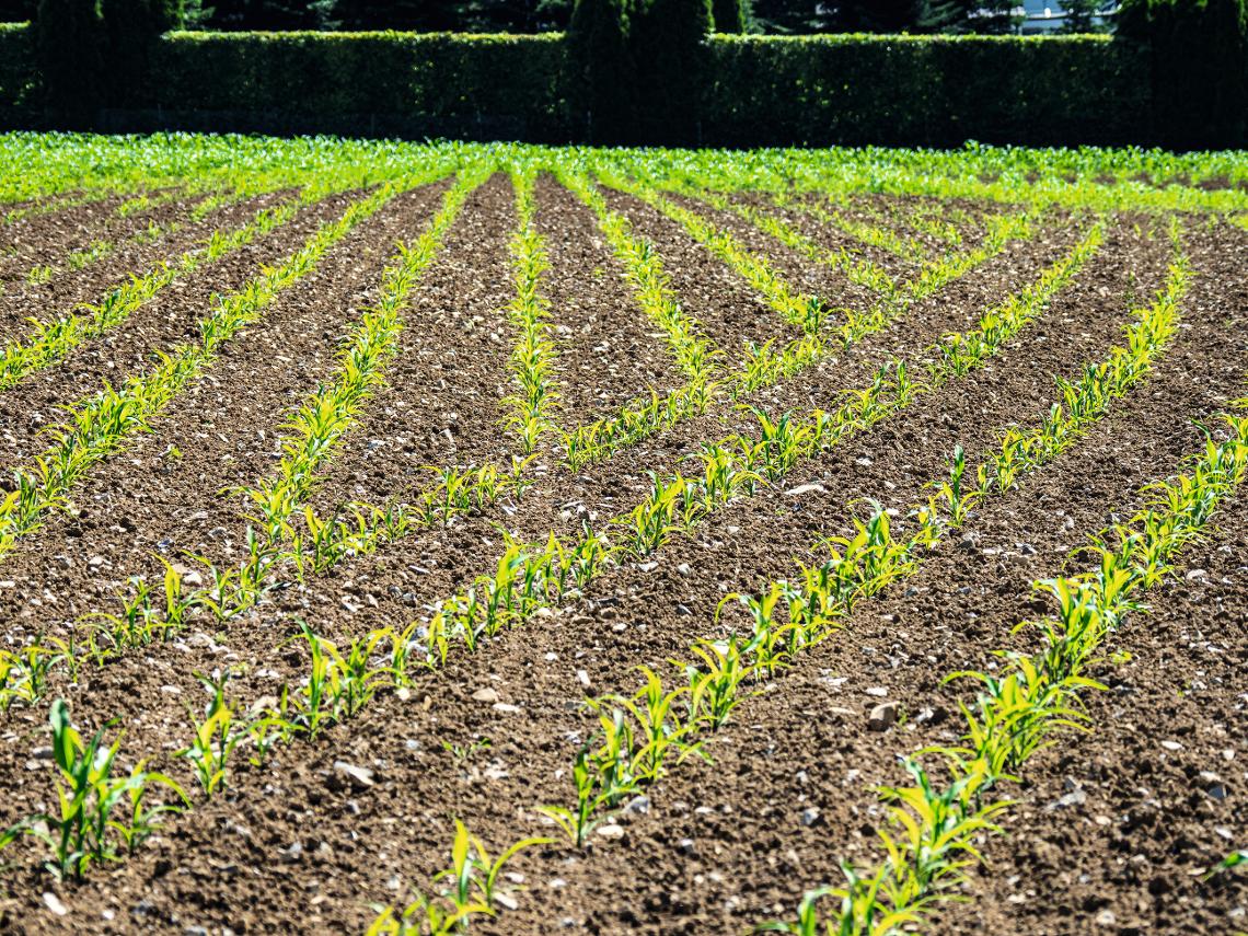 Mais Aufgang nach Precea6000