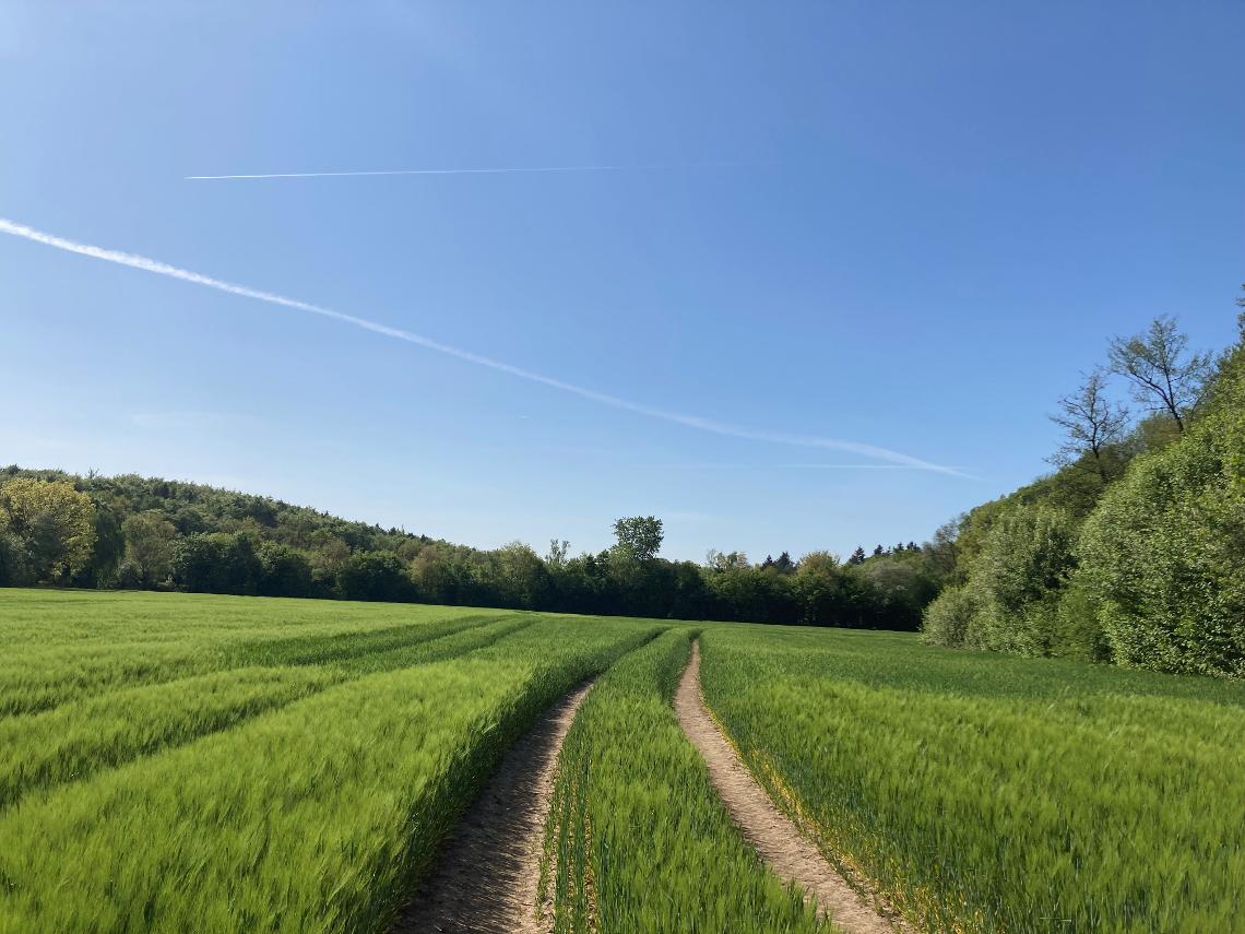 Feld Bestand Fahrgasse