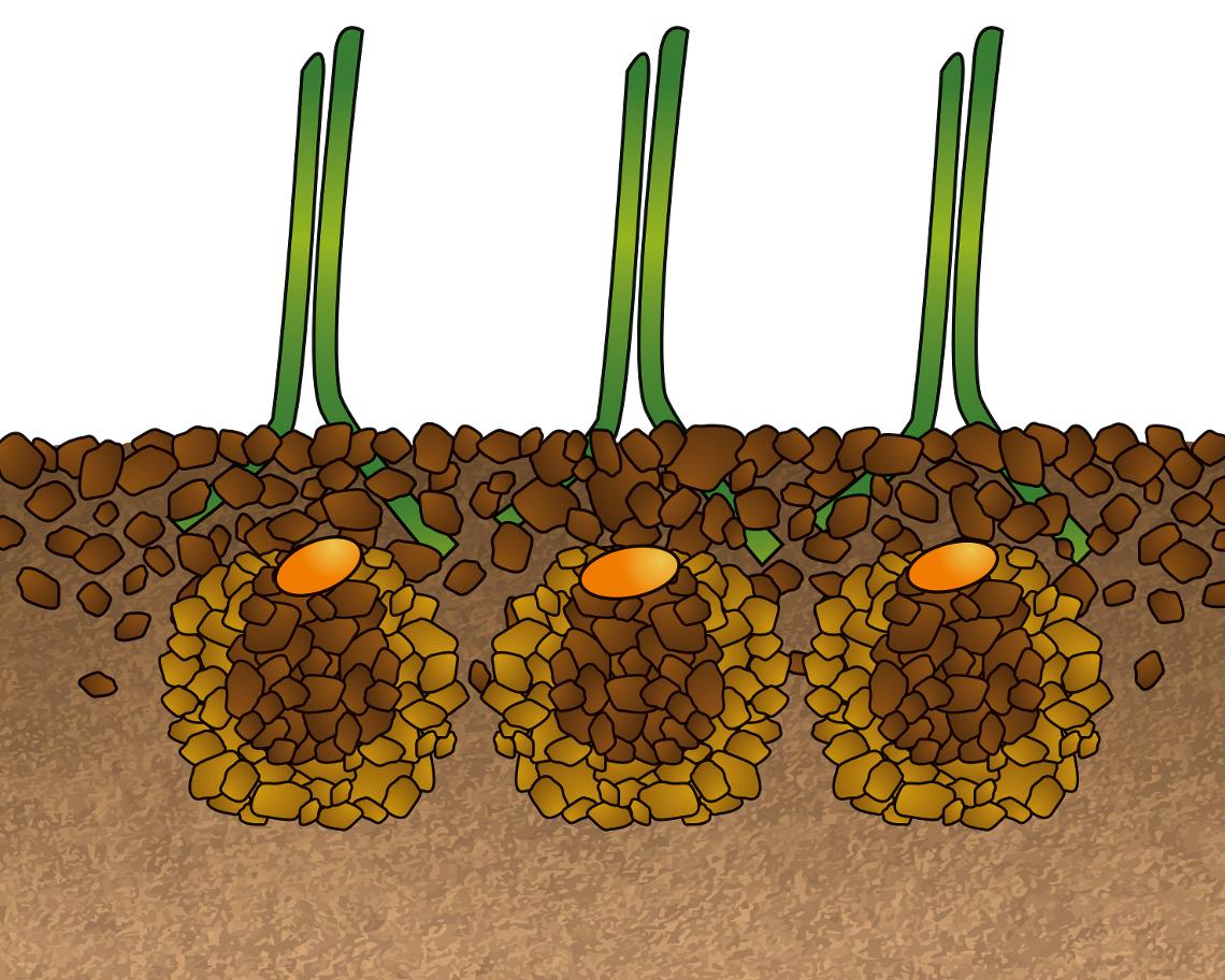 Struktur Exaktstriegel 001