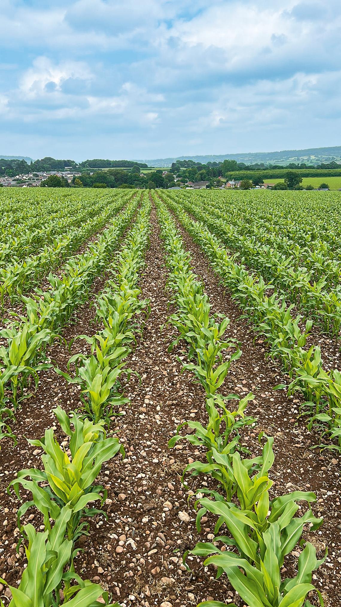 FertiSpot Trials Growing 2