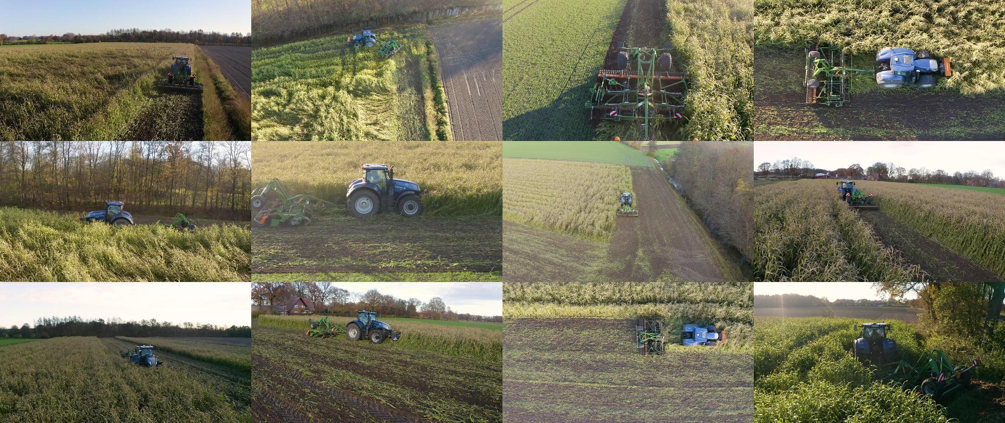 Video Catros5003-2TS Sudangras Sorghum