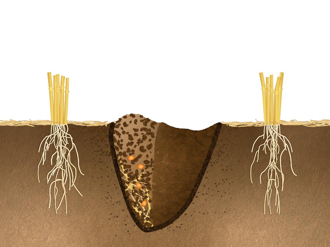Bodenillustration Scheibenschar